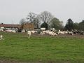 6de Nonkelfransrit 21-4-2013 (226)